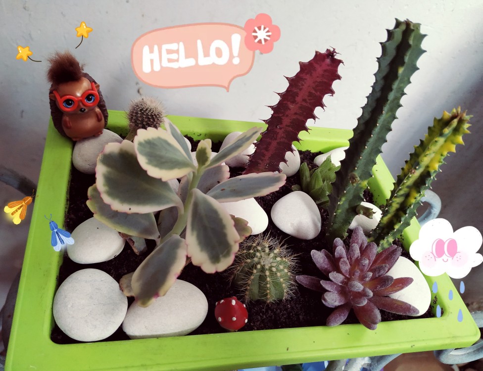 Kaktus Belimbing Parodia Owroot