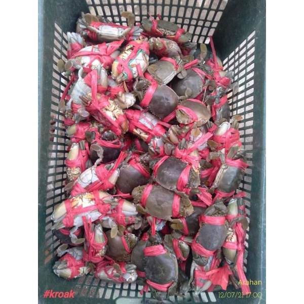 

kepiting hijau