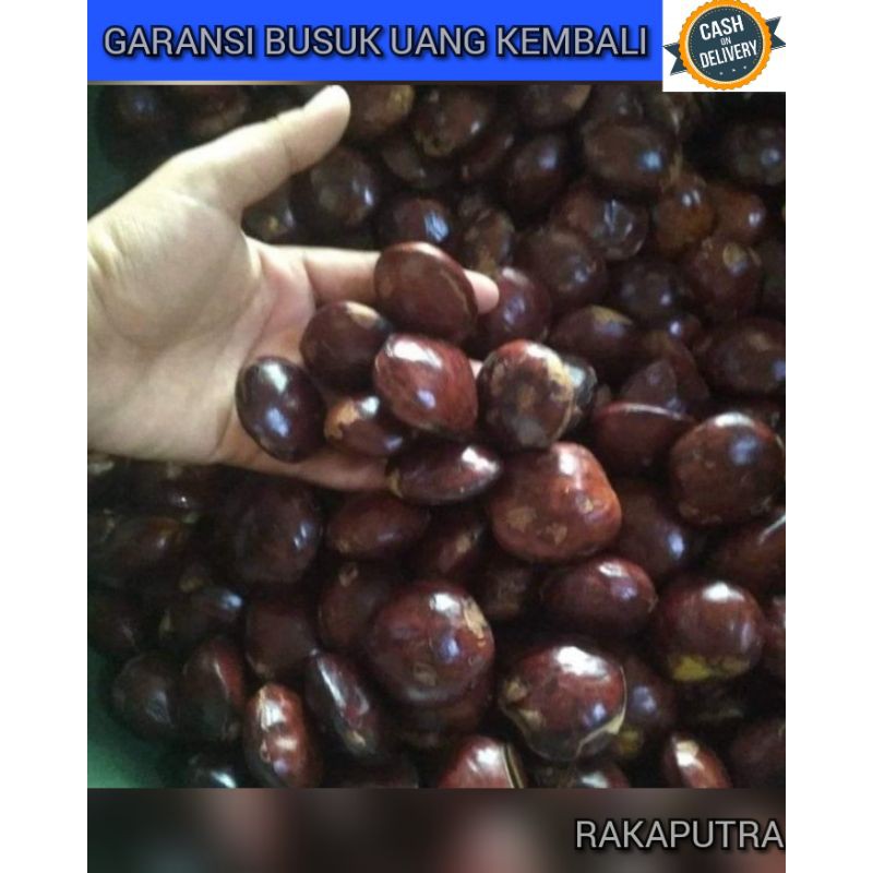 

JENGKOL SEMUR ASLI LAMPUNG KWALITAS SUPER 500GR