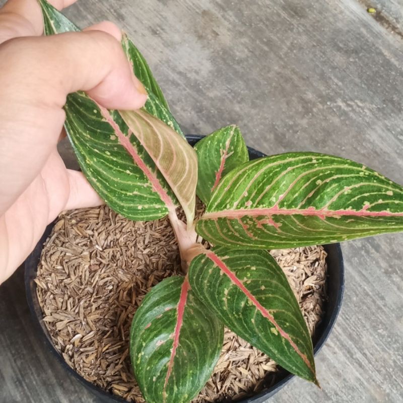 aglonema legacy hijau unggulan