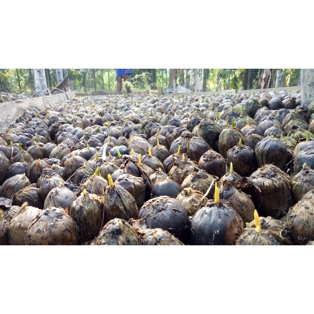 Kecambah Pinang Betara