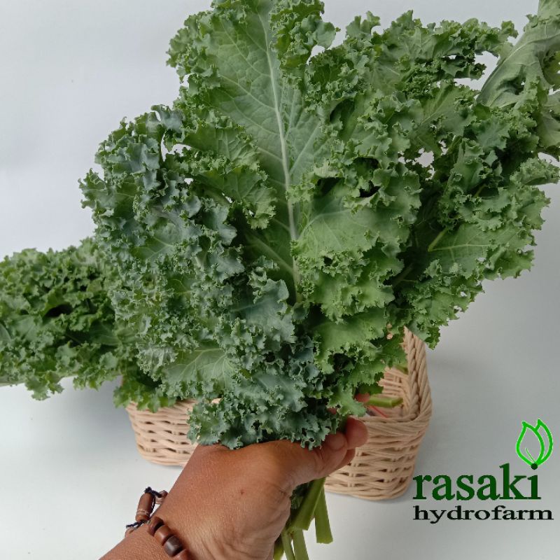 

sayur petik daun kale 100gr