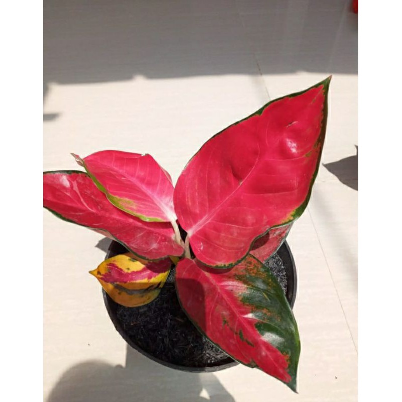 Algonema Suksom Jaipong