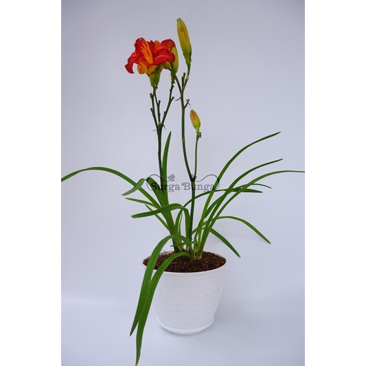 Tanaman Bunga Day Lily Merah Dewasa Rimbun BERGARANSI