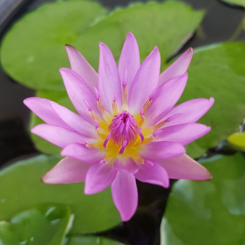 tanaman air teratai pink + pot / baskom