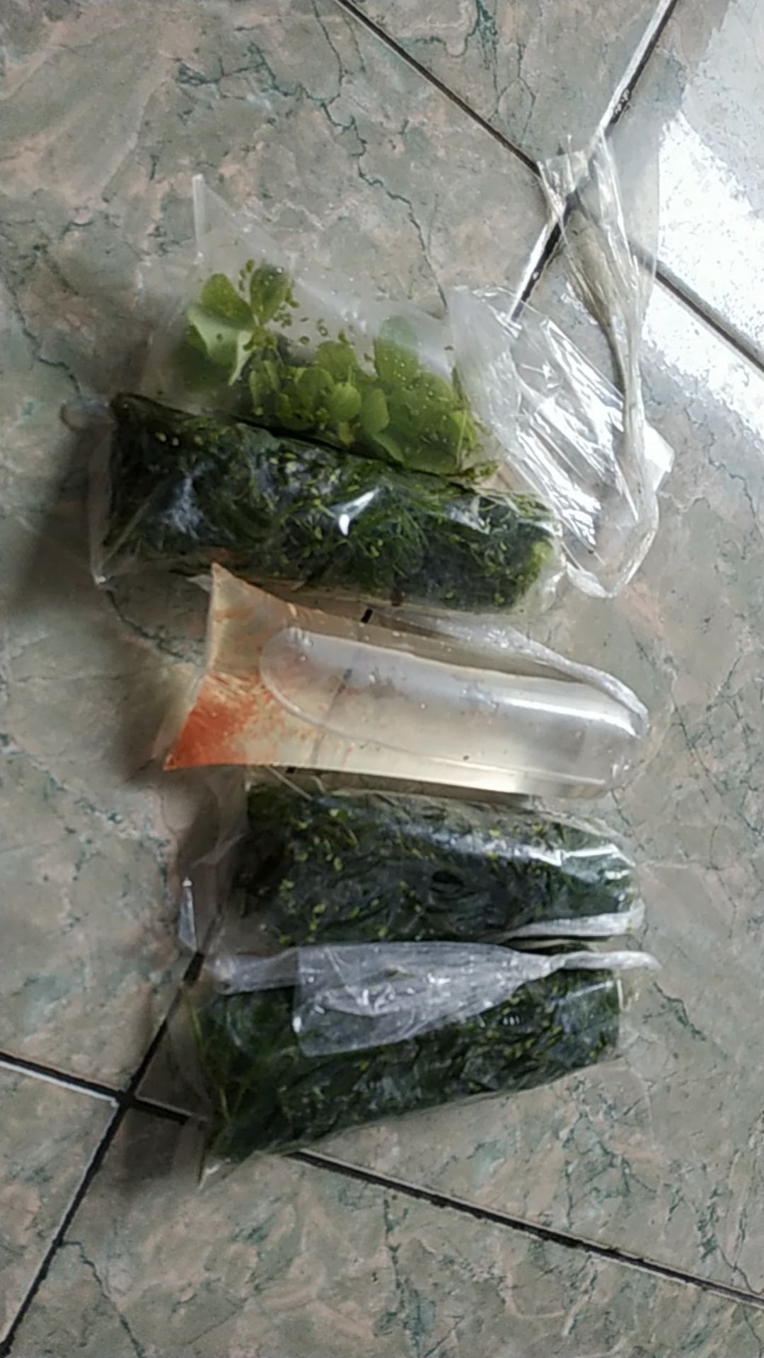 Ganggang Air Kolam Aquarium Aquascape