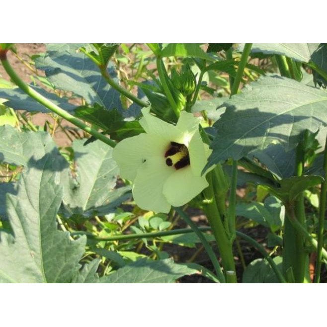 

UNIK Bibit Pohon Okra Tanaman Premium Sayur Organik Obat Herbal Kebun Bunga 2 SEPTEMBER