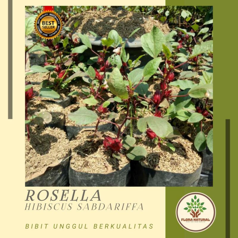 Bibit tanaman bunga rosella Pohon bunga rosella - Obat herbal bunga rosella