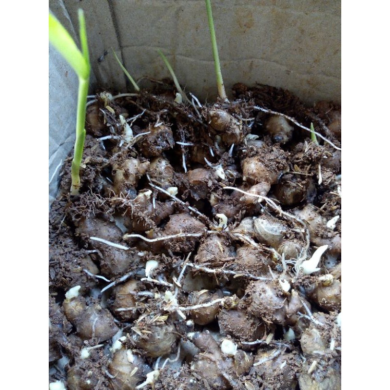 Bibit jahe emprit bertunas siap tanam