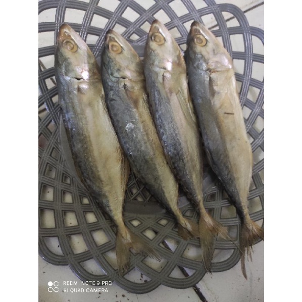 

Ikan Peda Per Pcs