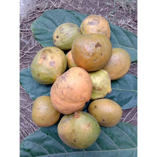 

Gayam kulitan belum kupas