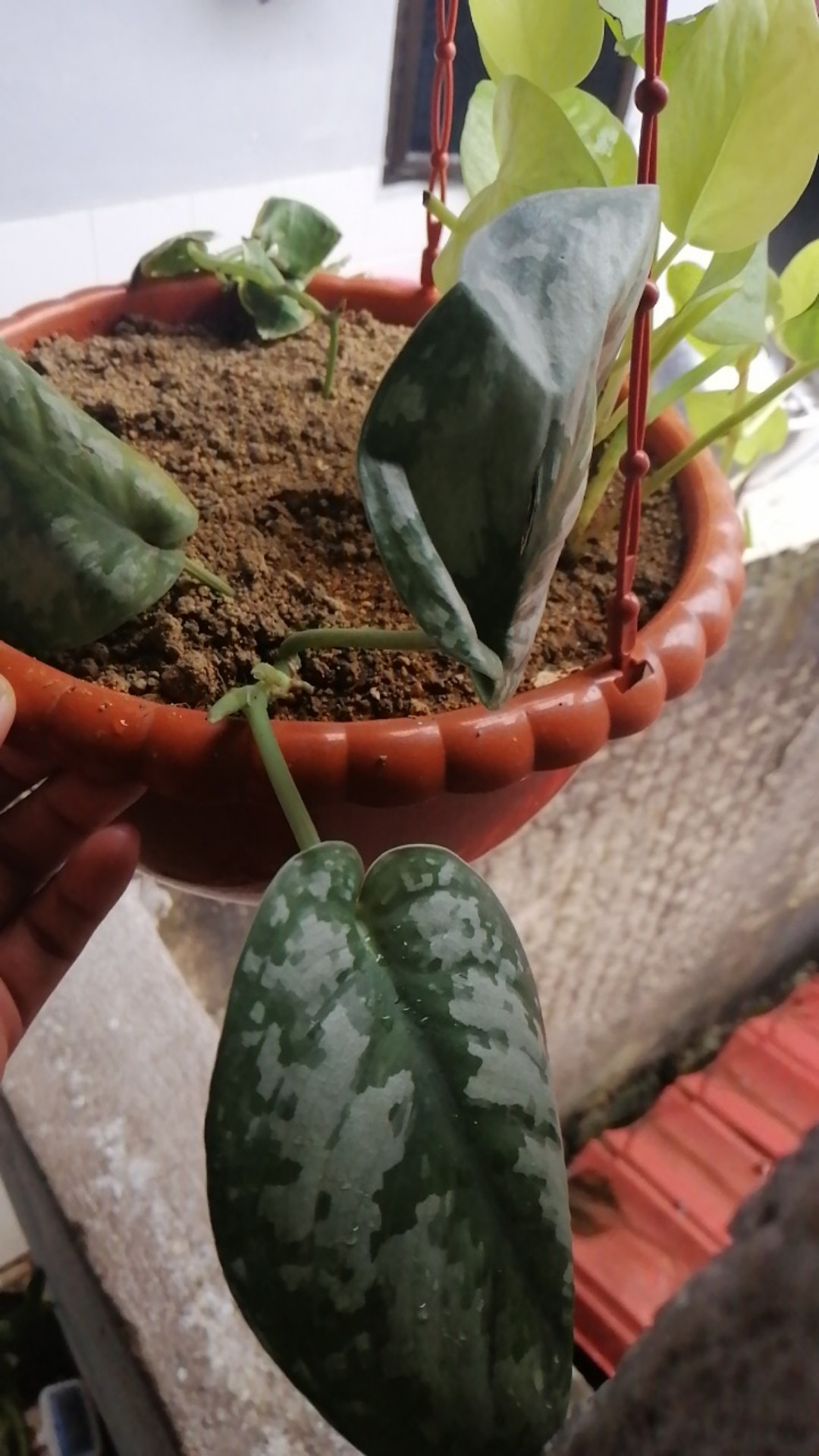 Tanaman Hias Scindapsus Exotica -  Tanaman Hias Gantung