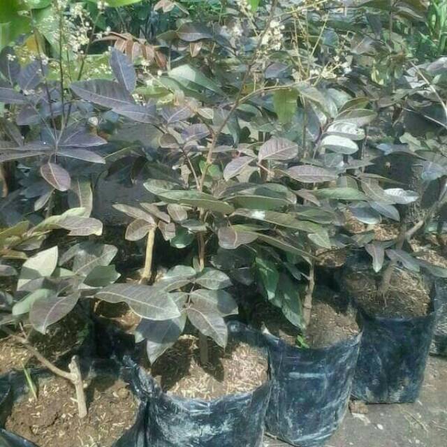 

Bibit buah kelengkeng merah rubby longam