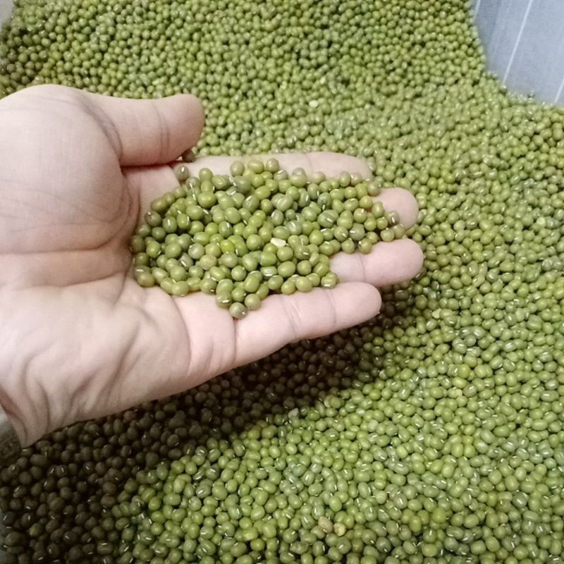 

Kacang Hijau 250gr Berkualitas