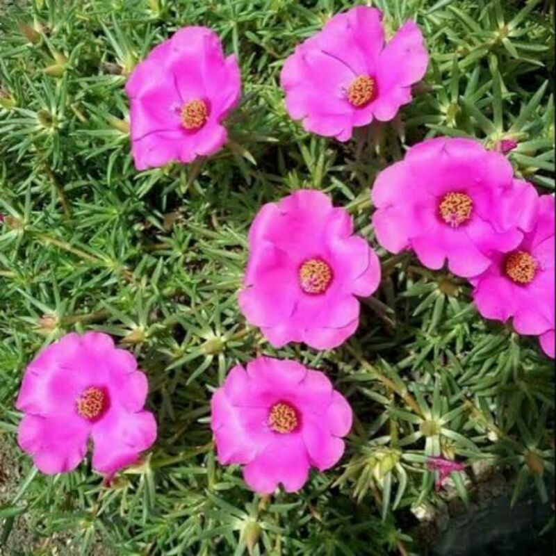 5 BIBIT BUNGA KROKOT JUMBO SINGGLE,BIBIT MAWAR TANAH