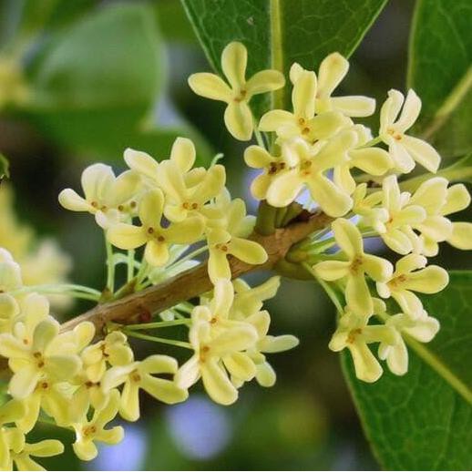 BIBIT TANAMAN SWEET OSMANTHUS pr1n