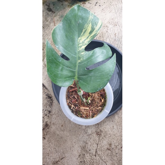 monstera marmorata