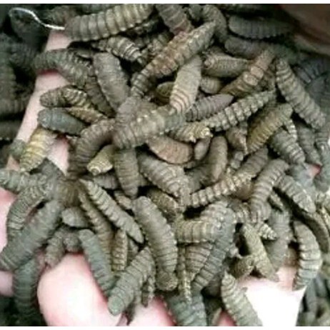 BIBIT MAGGOT BSF