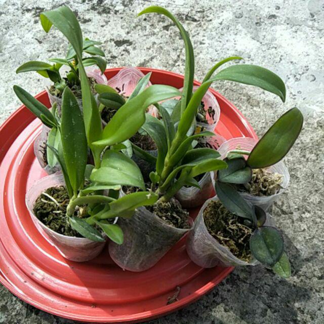 Paket Combo I 10 Seedling Anggrek  Bulan  Phalaenopsis 