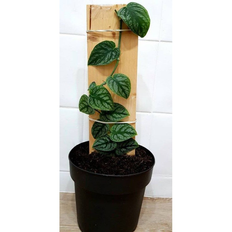 Tanaman Hias Monstera Dubia INCLUDE POT