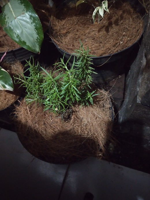 Tanaman Rosemary ( Dapat Di Kosumsi )