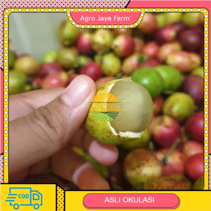 Bibit buah matoa merah super