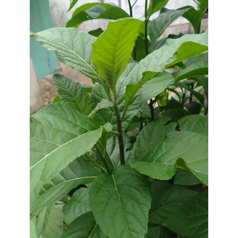 

Daun Afrika Segar