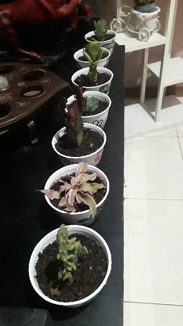 Kaktus Opuntia Vulgaris Variegata