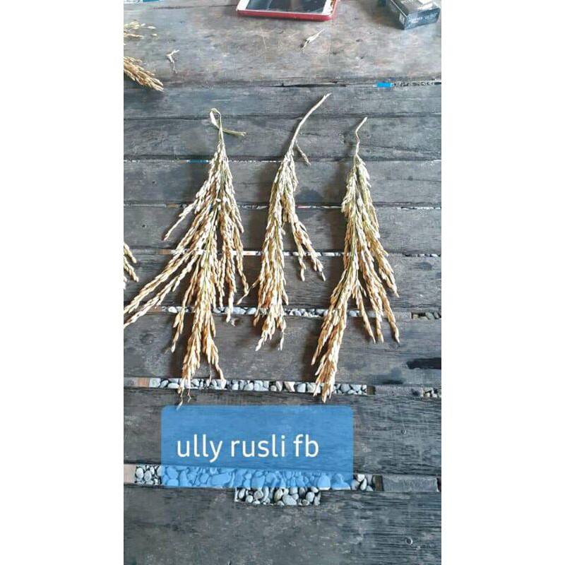 bibit padi rajasa 01 si 1000 bulir