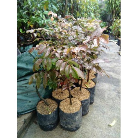 Bibit Buah Kelengkeng Merah Ruby Longan 2