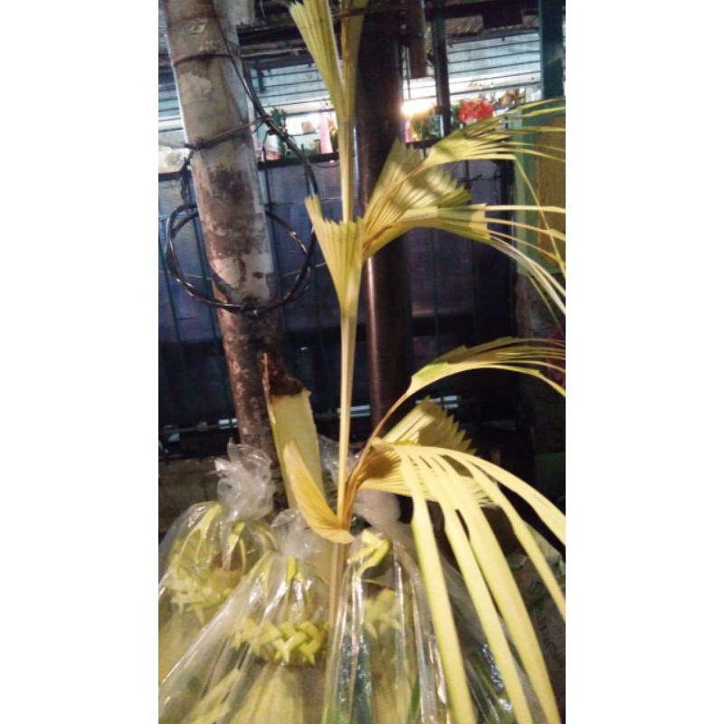 janur pintu (ukuran kecil)