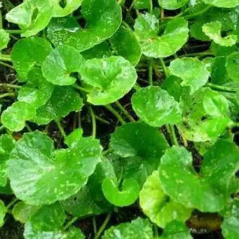 

5kg Daun Pegagan Segar ( Herbal )