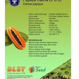 [KODE PRODUK 0N7BK9492] BENIH PEPAYA CALINA CALIFORNIA IPB ISI 150 asli botani seed