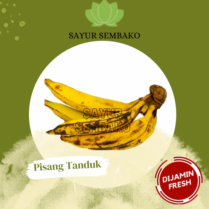 

Pisang Tanduk Super