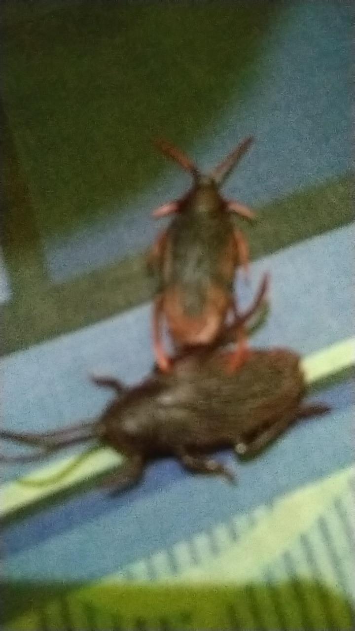 Simulasi Kecoa Palsu Bahan Karet