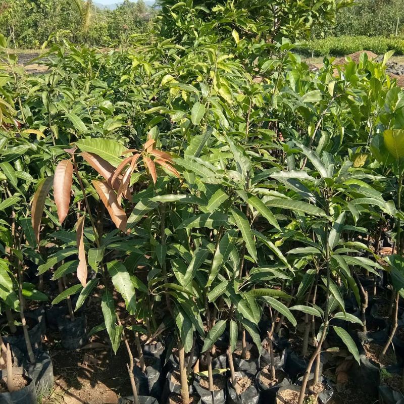 BIBIT MANGGA GEDONG GINCU MANIS