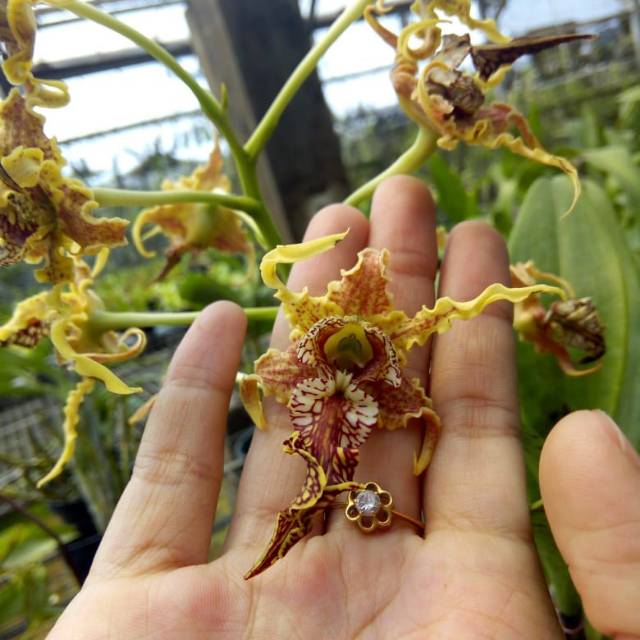 Seedling Dendrobium spectabile