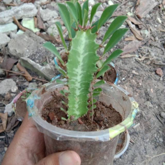 Euphorbia trigona, African Milk tree