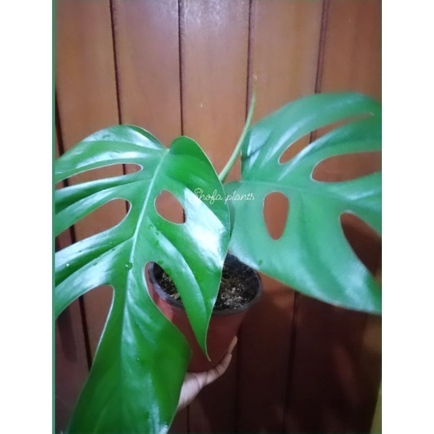 Rhaphidophora Pertusa