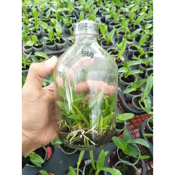 Anggrek Dendrobium  Keriting Botol - No ID