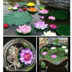 Aneka teratai lotus bunga hias artificial imitasi palsu plastik