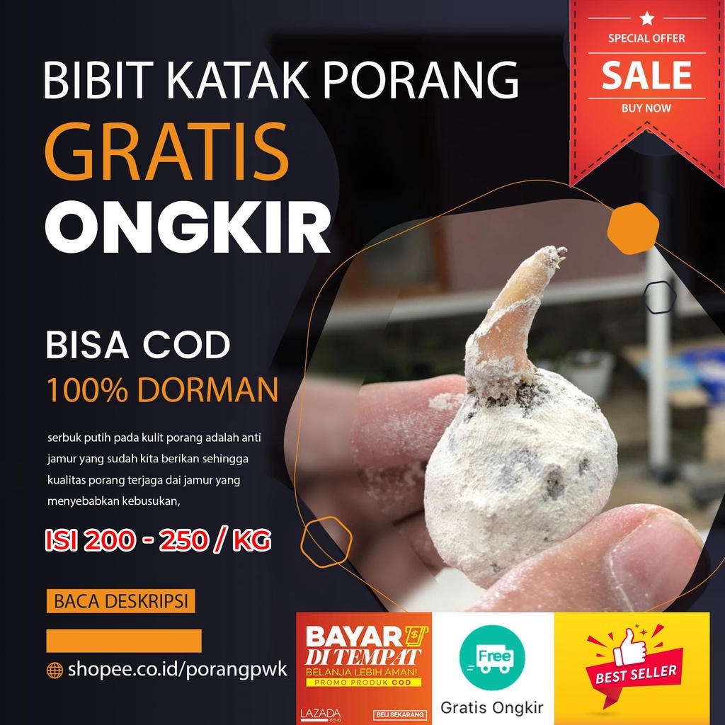 BEST SELLER |  katak Porang Super 100% Dorman isi 200 - 250 (500g - 1kg) siap tanam