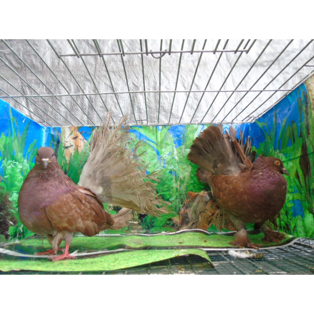 Burung Merpati Atau Doro Hias Kipas Sepasang Di Sekoto Pare Kediri