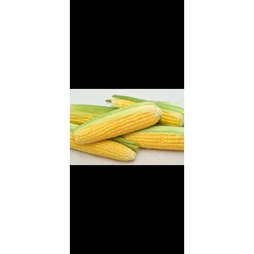 

jagung manis / jagung