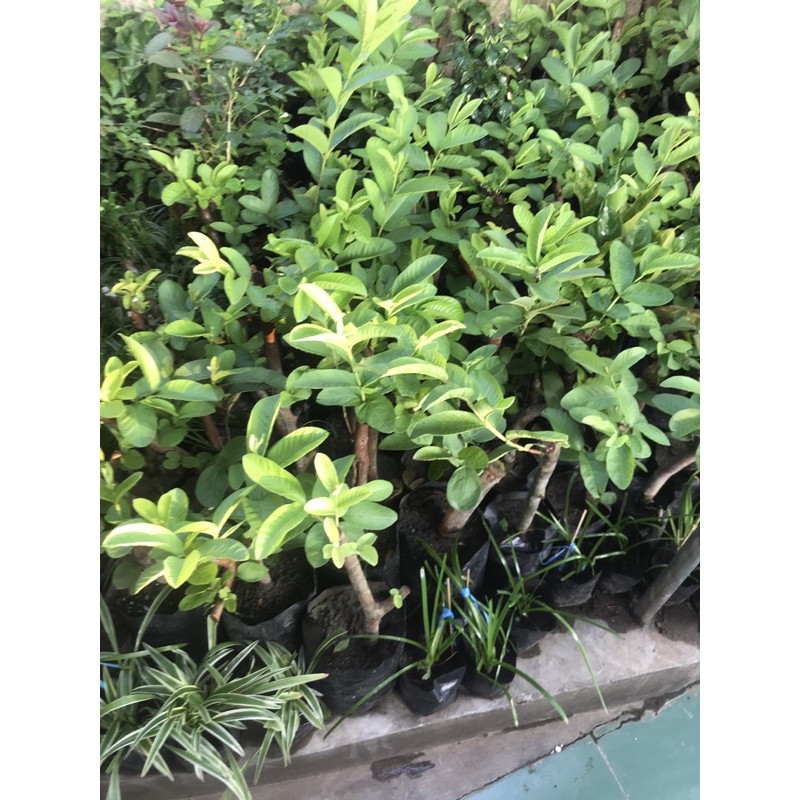 Cangkok Jambu Biji Merah