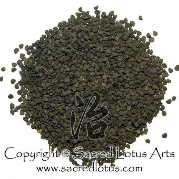 

1KG 1 KG JIU CAI ZI TUBER ONION SEED SEEDS SEMEN ALLII TUBEROSI