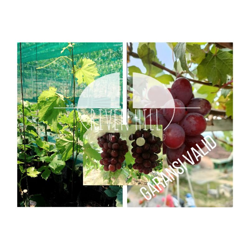 BIBIT ANGGUR EVEREST DENGAN ROOTSTOCK KOBER5BB