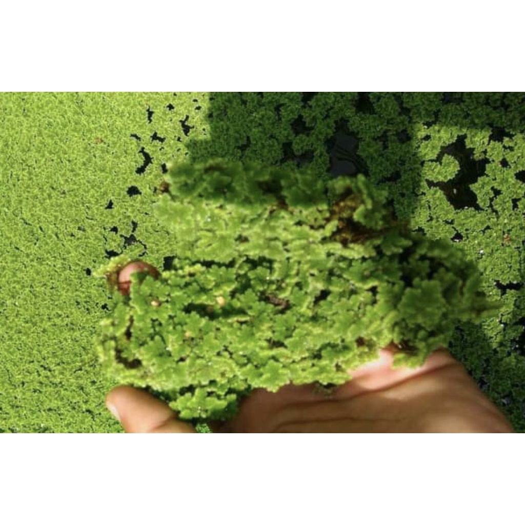 Rumput Azola / Bibit azolla benih azola microphyla pakan alternatif 100 gram termurah Berkualitas