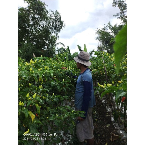 New Cabe Cabe Semprul Cabe prentul 10gr Orginal