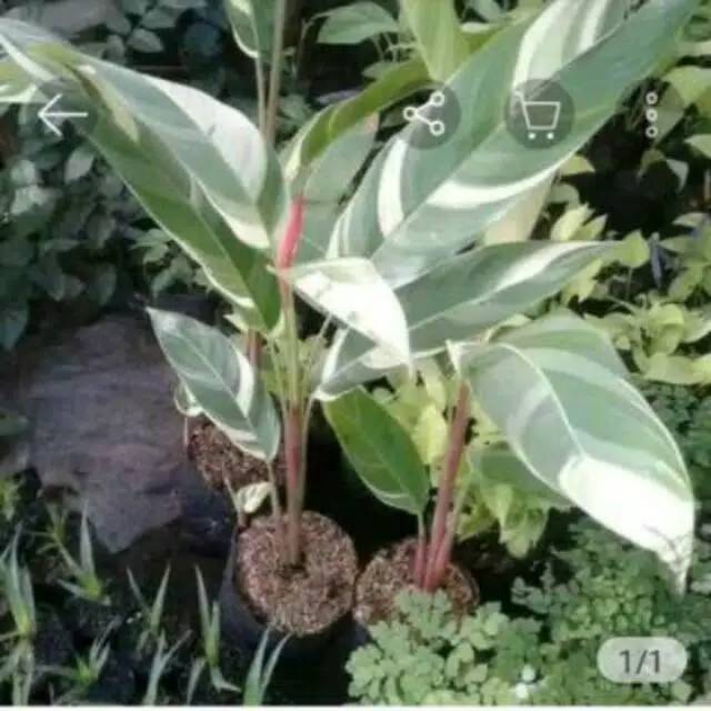 Pohon hias helikornia variegata - tanaman hias Pisang Pisangan